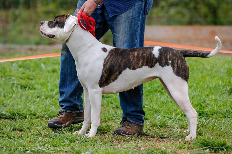 Nkc sales american bulldog